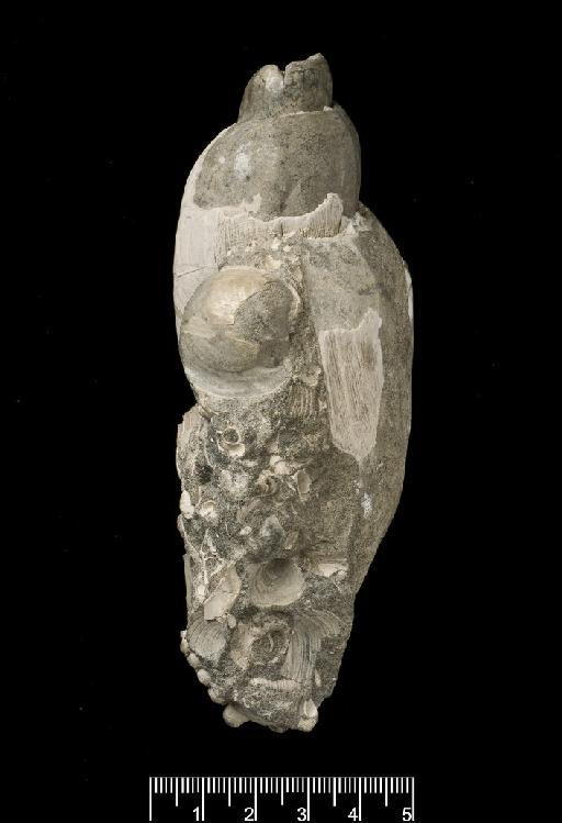 Adelomelon alta (G. B. Sowerby II, 1846) - G 25287. Voluta alta (specimen-1)