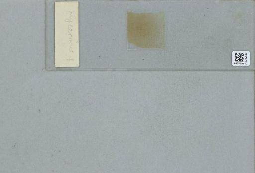 Cirrospilus mycerinus Walker, 1839 - 015454540_133416_1694963_None_NoStatus