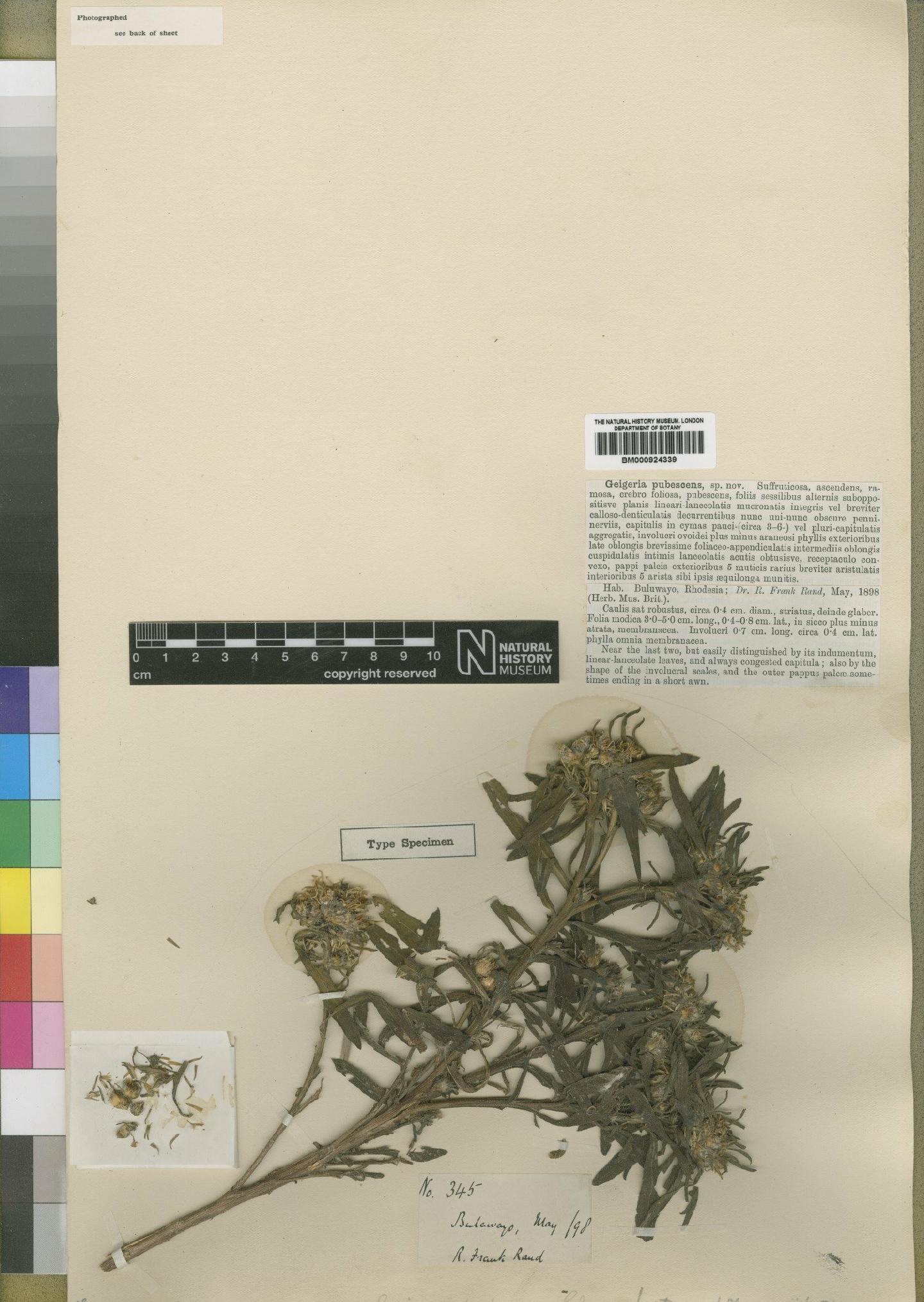 To NHMUK collection (Geigeria pubescens Moore; Type; NHMUK:ecatalogue:4529367)