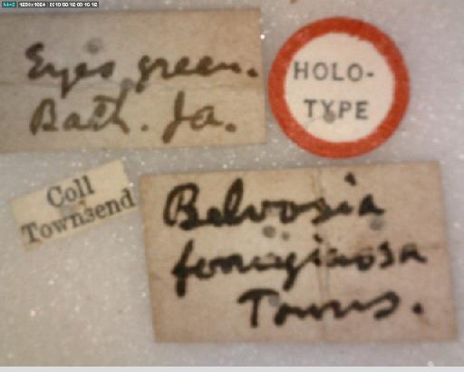 Belvosia ferruginosa Townsend, 1895 - Belvosia ferruginosa HT labels 1