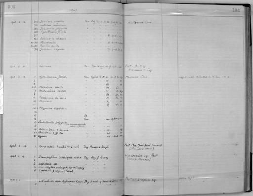 Lithactinia novaehyberniae Lesson - Zoology Accessions Register: Coelenterata: 1934 - 1951: page 106