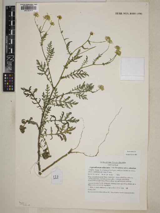 Argyranthemum adauctum subsp. adauctum - 000828630