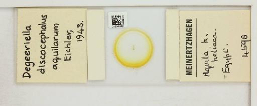 Degeeriella discocephalus aquilarum Eichler, 1943 - 010148552_816423_1432052