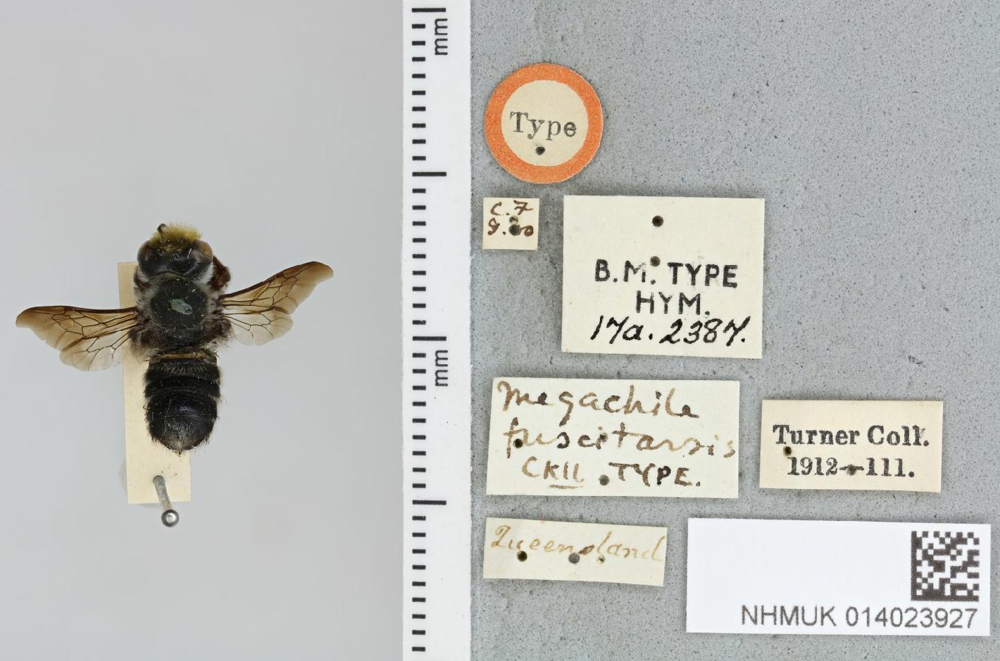 Megachile fuscitarsis