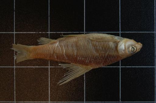 Varicorhinus stenostoma Boulenger, 1910 - 1910.11.28.145 Varicorhinus stenostoma a