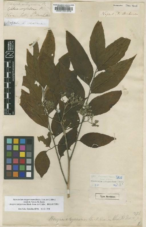 Micromelum intregerrimum (Roxb.) Wight & Arn. - BM000521703