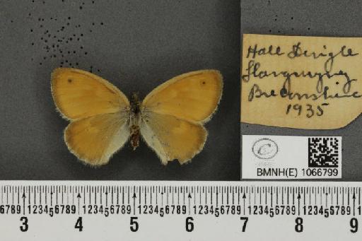 Coenonympha pamphilus (Linnaeus, 1758) - BMNHE_1066799_28239