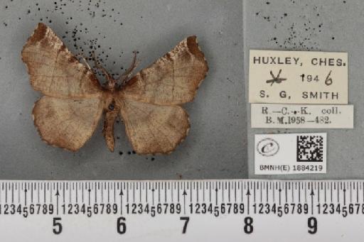 Selenia dentaria (Fabricius, 1775) - BMNHE_1884219_444515