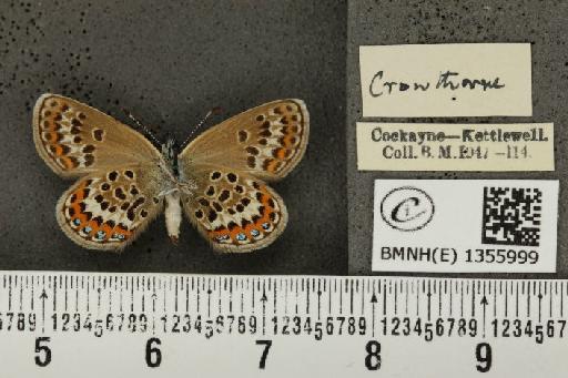 Plebejus argus argus ab. basijuncta Tutt, 1909 - BMNHE_1355999_a_153619