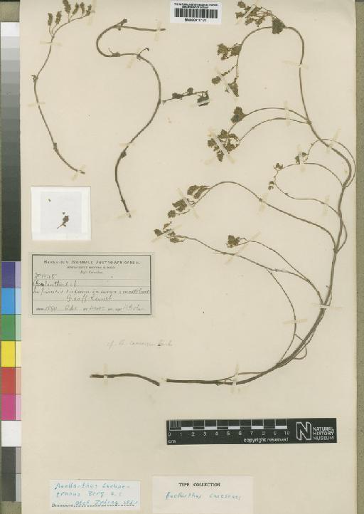 Aeollanthus buchnerianus Briq - BM000910120