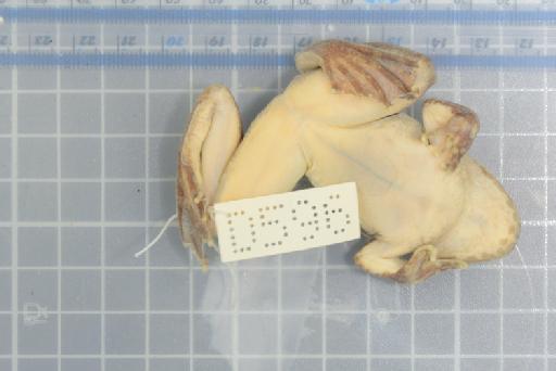 Allopaa hazarensis (Dubois and Khan, 1979) - Image of specimen 1978.795
