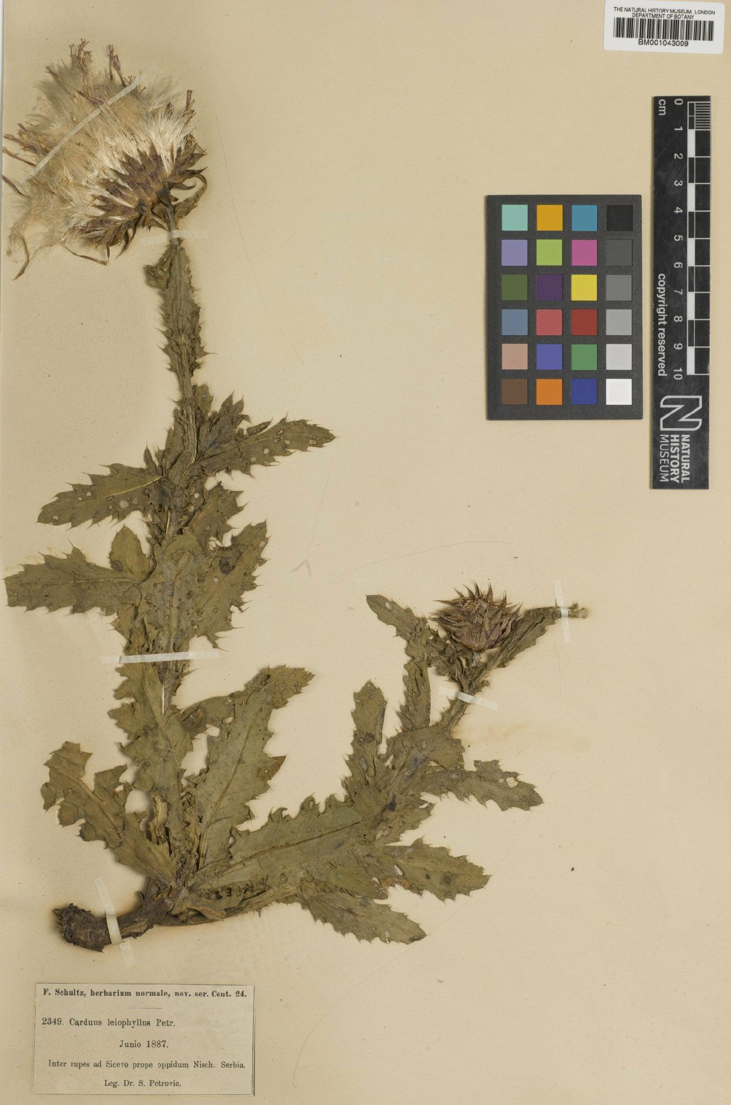 To NHMUK collection (Carduus thoermeri Weinm.; Type; NHMUK:ecatalogue:1954325)