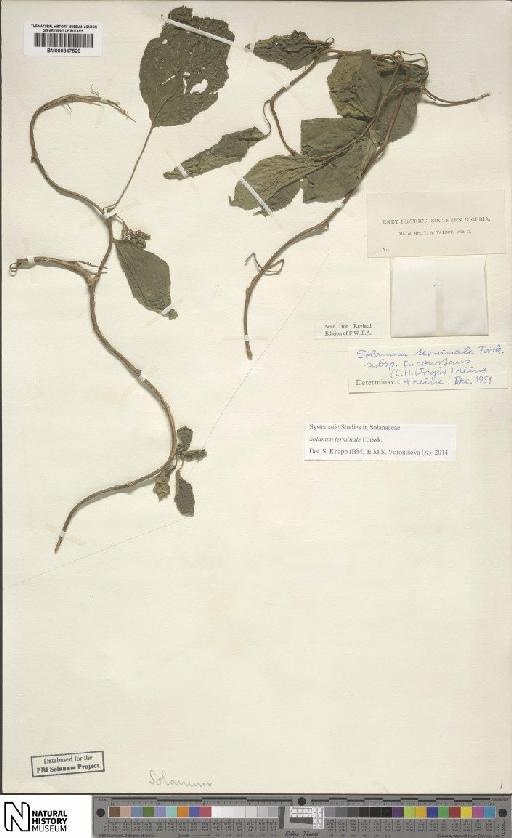 Solanum terminale subsp. inconstans (C.H.Wright) Heine - BM000847529