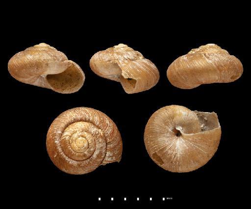 Helix melaleucarum Gassies, 1872 - 1883.11.10.67-69, SYNTYPES, Helix melaleucarum Gassies, 1872