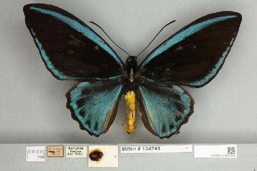 Ornithoptera priamus caelestis Rothschild, 1898 - 013604912__