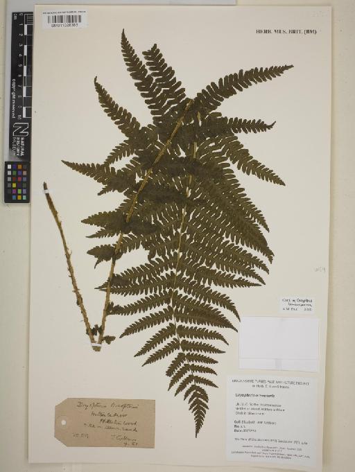 Oreopteris limbosperma (All.) Holub - BM011028383