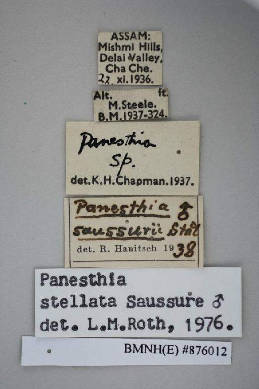 Panesthia stellata Saussure, 1895 - Panesthia stellata Saussure, 1895, male, non type, labels. Photographer: Aging Wang. BMNH(E)#876012
