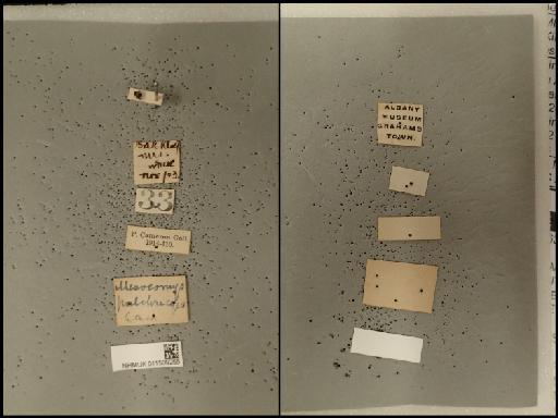 Mesocomys pulchriceps Cameron, 1905 - 011509225_Mesocomys_pulchriceps_poss ST_labels