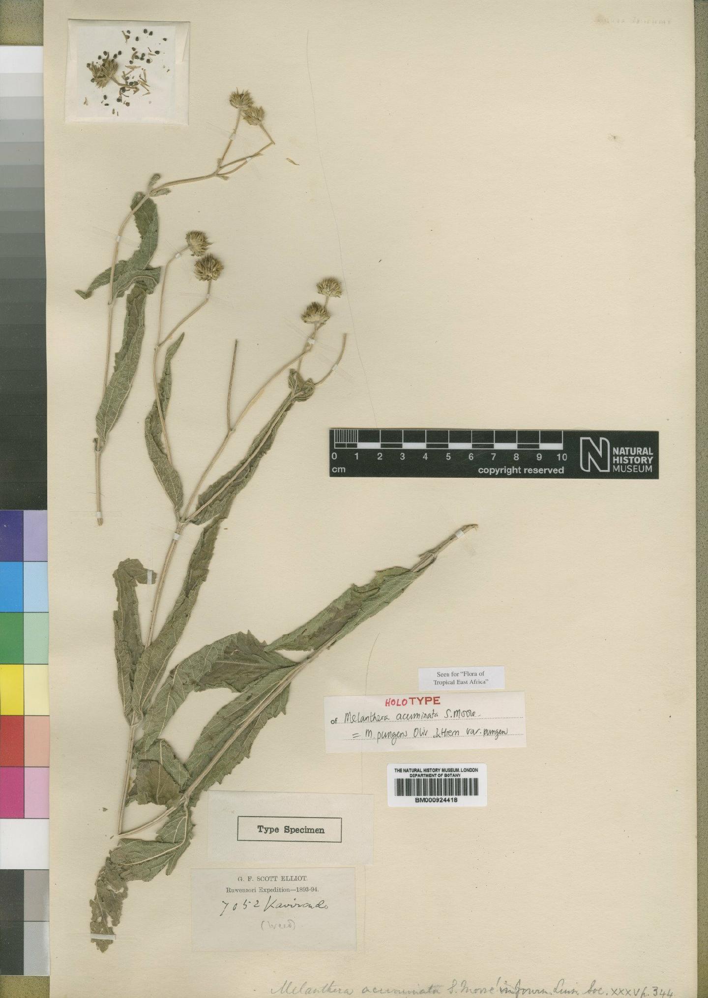 To NHMUK collection (Melanthera albinervia subsp. acuminata (Moore) Wild; Holotype; NHMUK:ecatalogue:4529446)