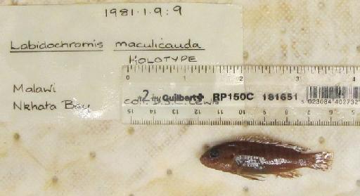 Labidochromis maculicauda Lewis, 1982 - BMNH 1981.1.9.9, HOLOTYPE, Labidochromis maculicauda