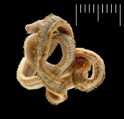 Marphysa fauchaldi Glasby & Hutchings, 2010 - Polychaeta type specimen; 2010.1 view 1