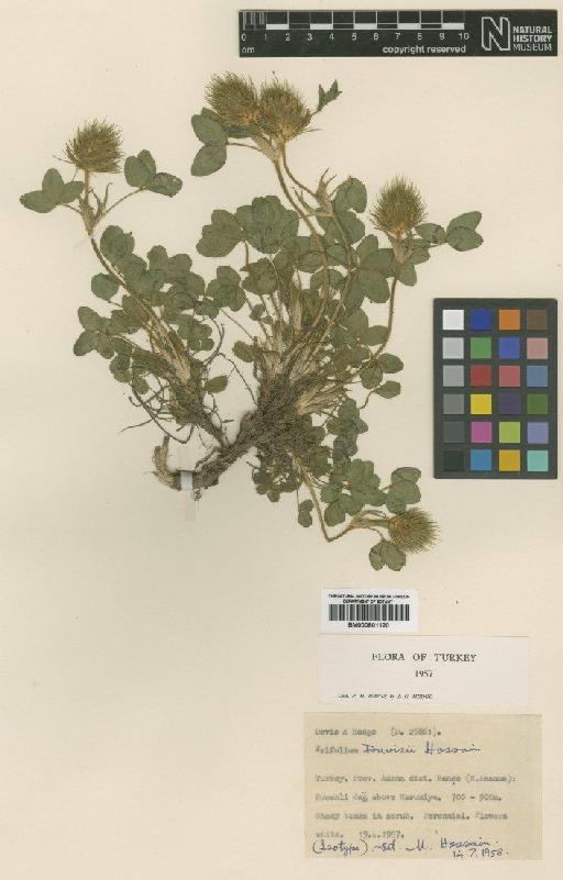 Trifolium davisii M.Hossain - BM000901120
