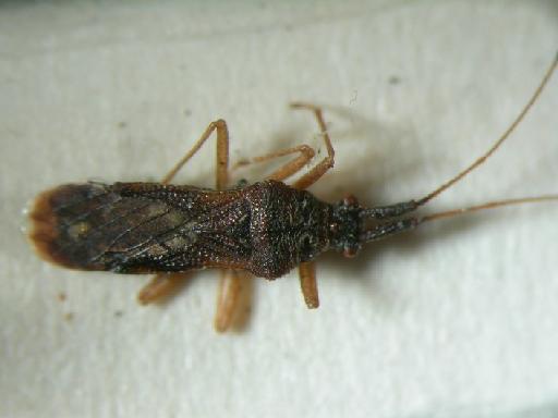 Malcus mishmi Stys - Hemiptera: Malcus Mis