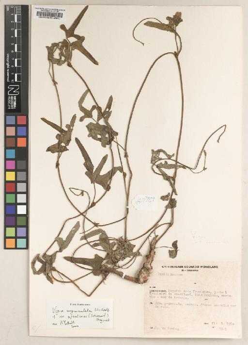 Vigna unguiculata (L.) Walp. - BM000595849