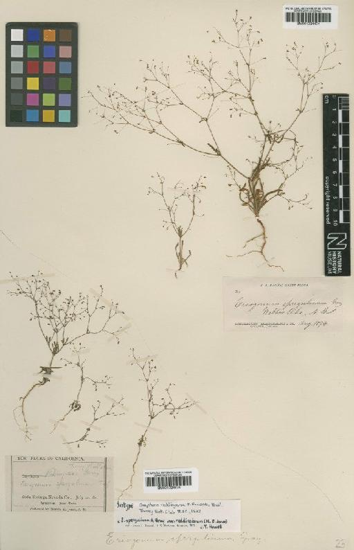 Eriogonum spergulinum var. reddingianum (M.E.Jones) J.T.Howell - BM001024475