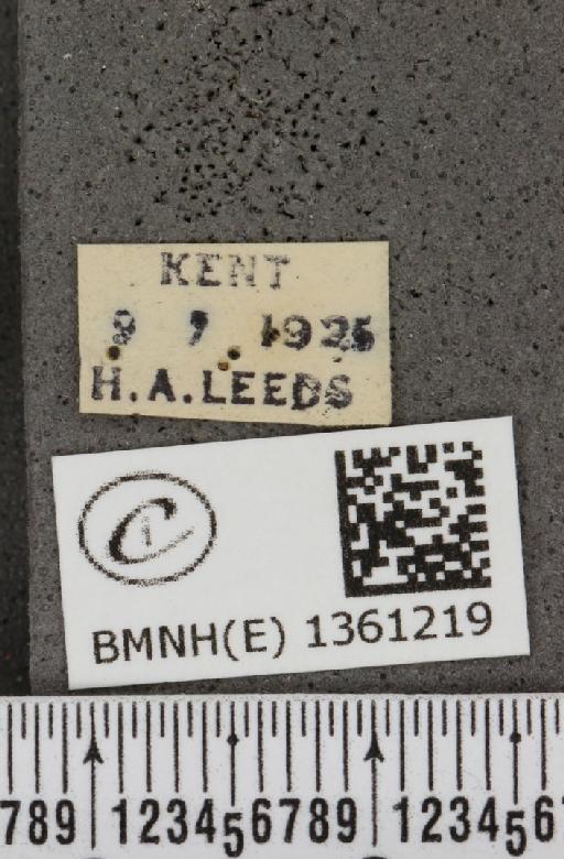 Plebejus argus cretaceus ab. flavescens Tutt, 1909 - BMNHE_1361219_label_175275
