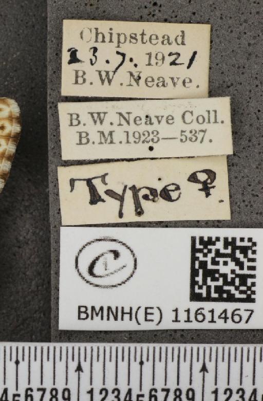 Lysandra coridon (Poda, 1761) - BMNHE_1161467_label_117109