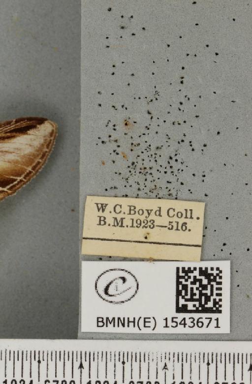Pheosia tremula (Clerck, 1759) - BMNHE_1543671_label_245750
