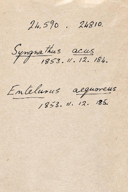 Syngnathus acus Linnaeus, 1758 - BMNH 1853.11.12.184-185, Syngnathidae, Wheeler note