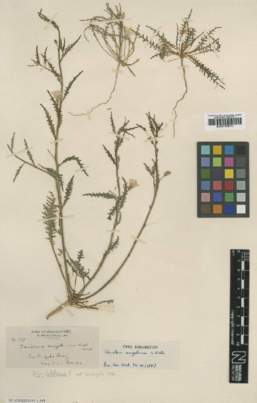 Camissonia angelorum (S.Watson) Raven - BM001008352
