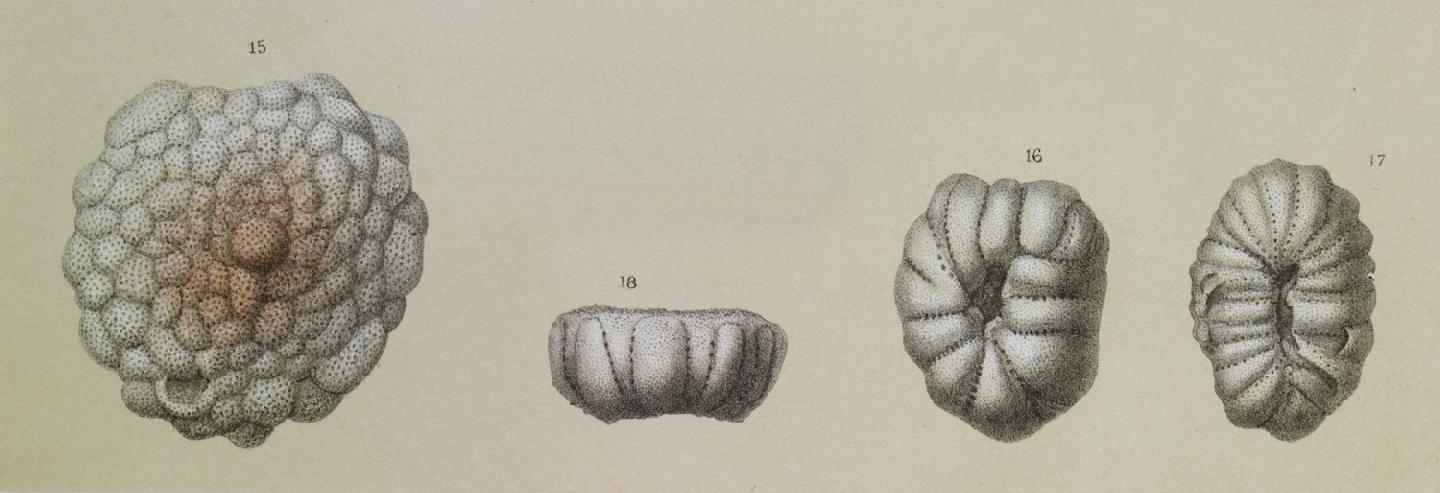 To NHMUK collection (Cymbalopora tabellaeformis Brady, 1884; Syntype; NHMUK:ecatalogue:3092189)