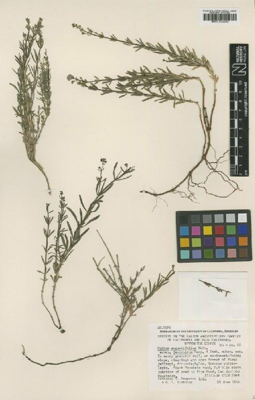 Galium angustifolium Nutt. - BM001024834