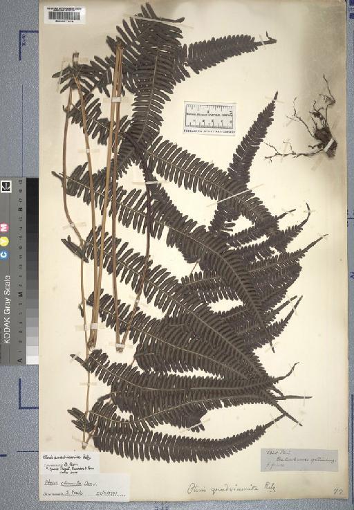 Pteris L. - Spruce - BM000777078