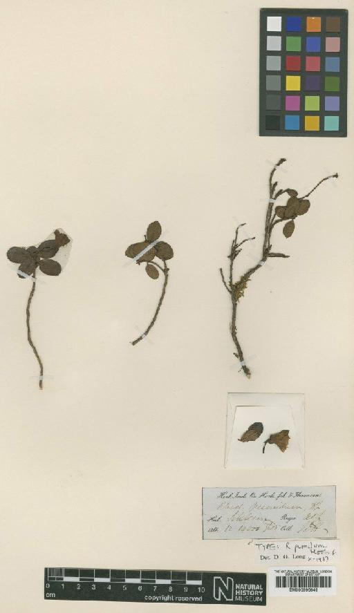 Rhododendron pumilum Hook.f. - BM000996649