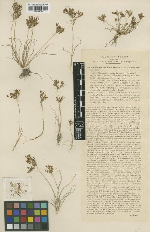 Fimbristylis annua (All.) Roem. & Schult. - BM001067033