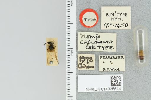 Lipotriches chiromensis Cockerell, 1942 - 014025644_837750_1651136-