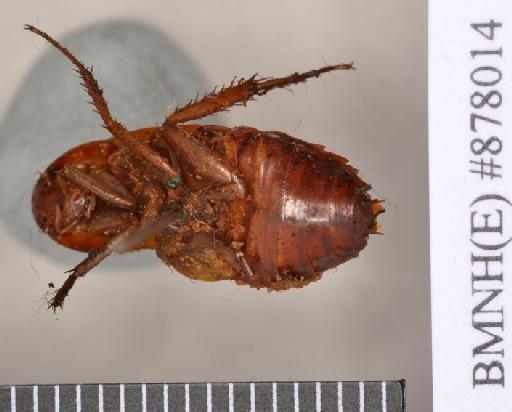 Periplaneta lateralis Walker, 1868 - Periplaneta lateralis Walker, F, 1868, male, holotype, ventral. Photographer: Heidi Hopkins. BMNH(E)#878014