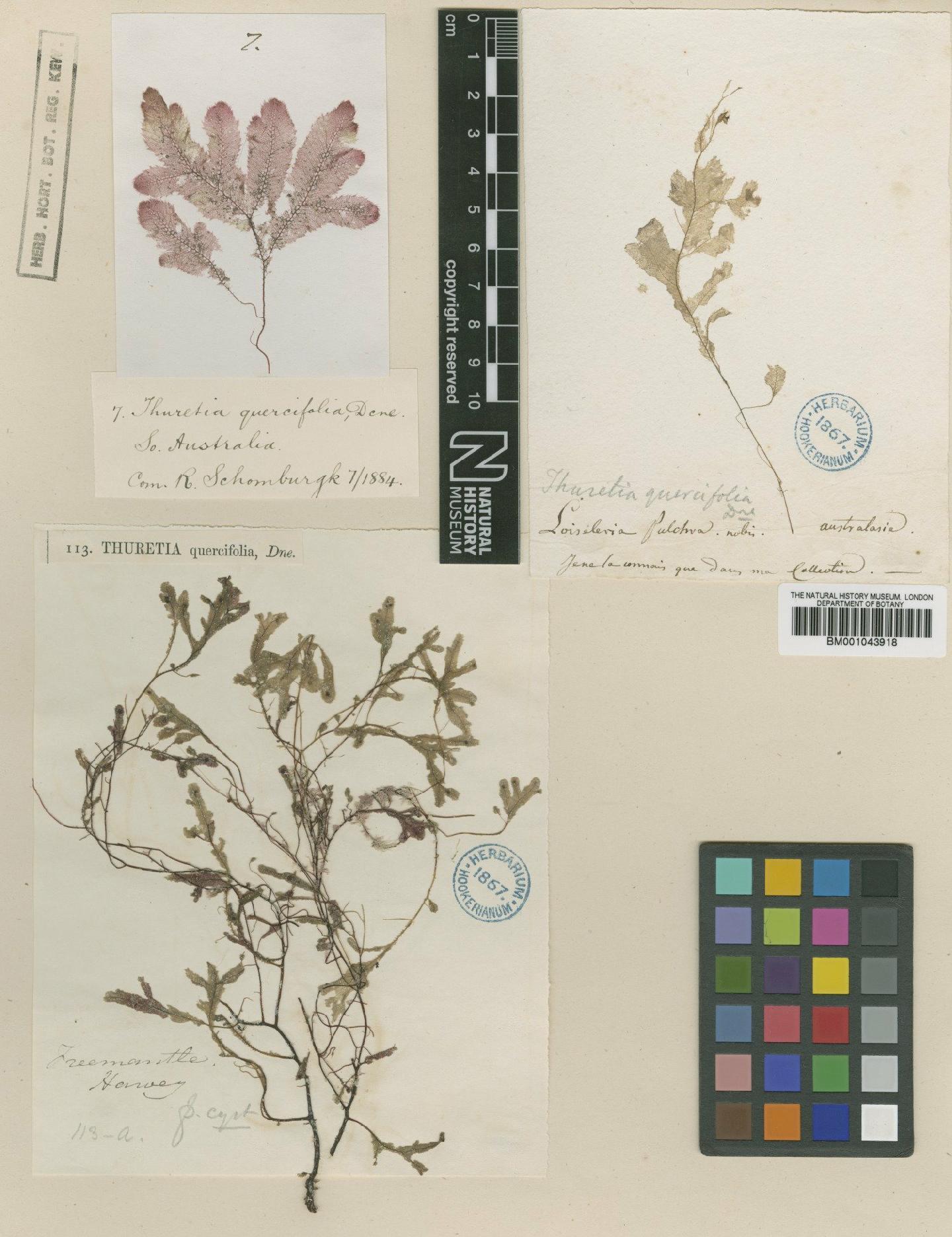To NHMUK collection (Thuretia quercifolia Decne.; TYPE; NHMUK:ecatalogue:2391752)