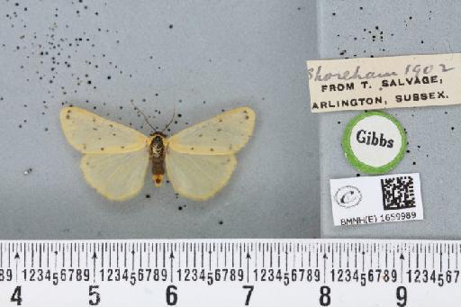 Setina irrorella (Linnaeus, 1758) - BMNHE_1659989_258728