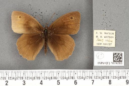 Maniola jurtina insularis ab. partimtransformis Leeds, 1950 - BMNHE_1074283_41053