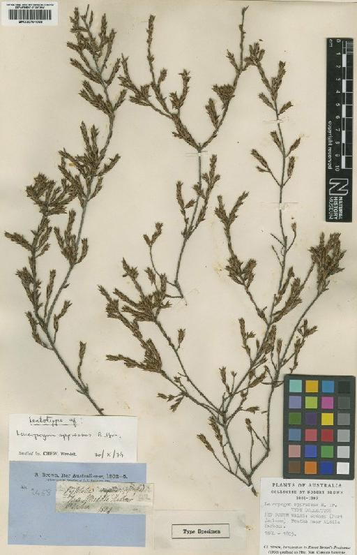 Leucopogon appressus R.Br. - BM000794058