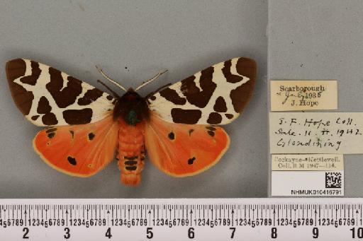 Arctia caja ab. parvimaculata Stattermayer, 1924 - NHMUK_010416791_529175