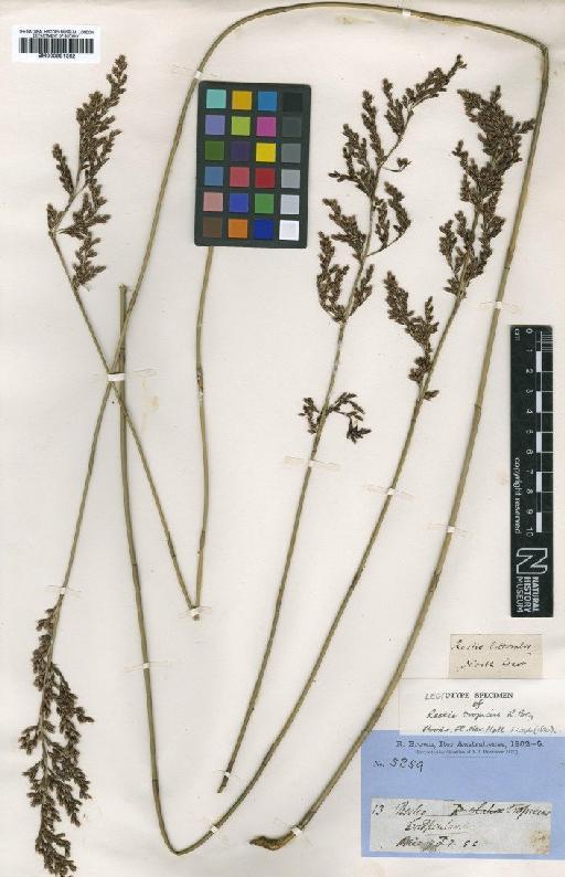 Leptocarpus elatior R.Br. - BM000991362