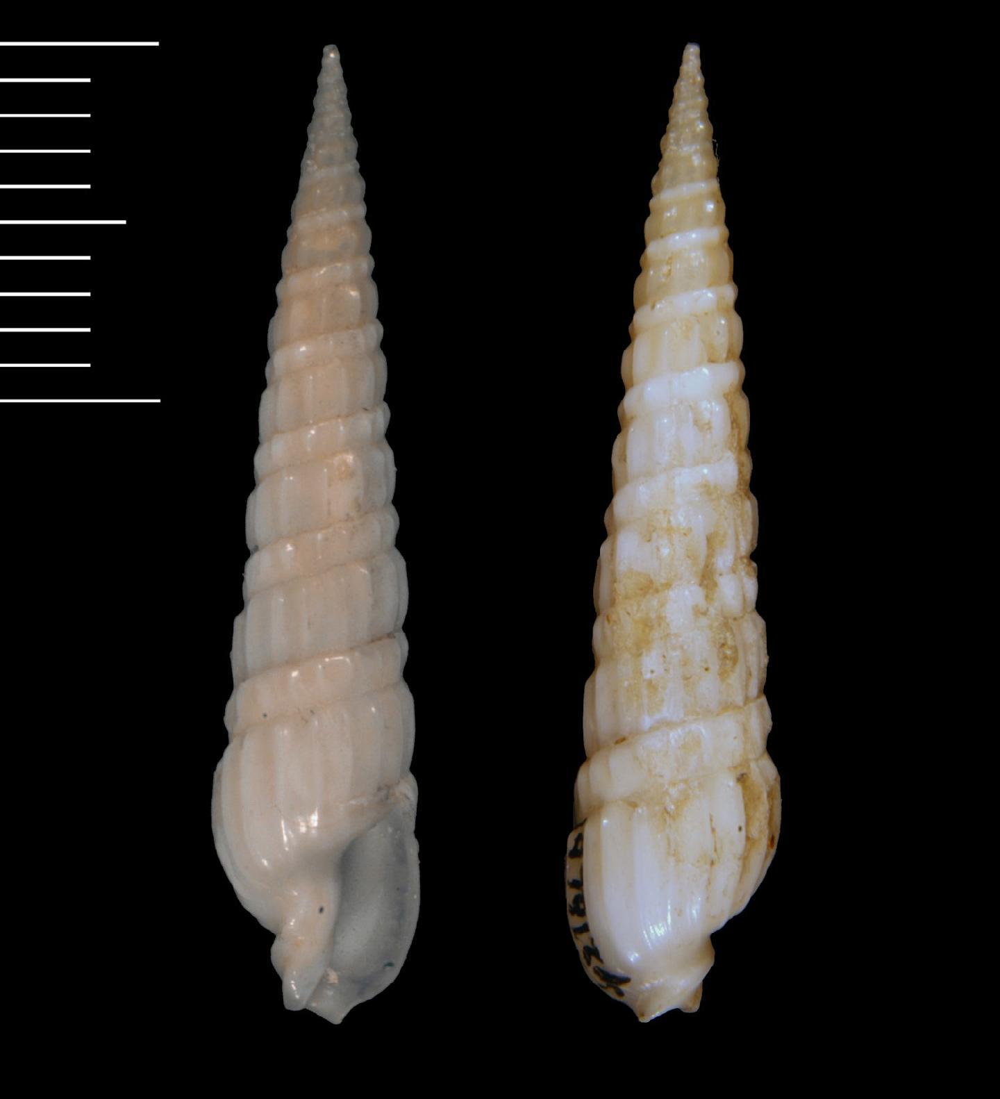 To NHMUK collection (Terebra similis E. A. Smith, 1873; HOLOTYPE; NHMUK:ecatalogue:3508667)