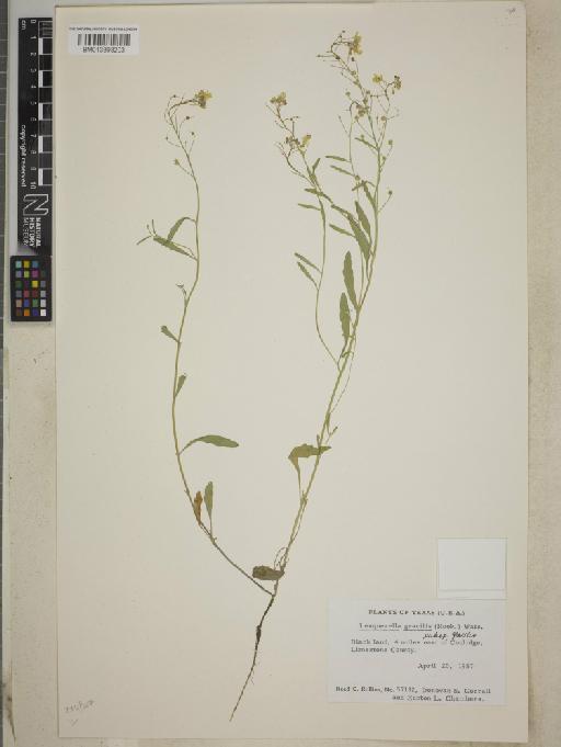 Lesquerella gracilis subsp. gracilis - BM013393203