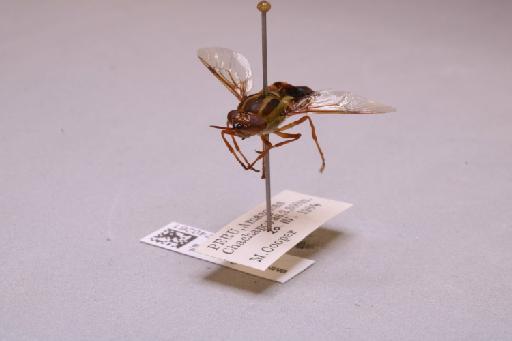 Odontomyia Meigen, 1803 - 013740261_additional_3